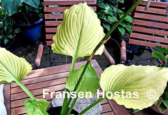 Hosta Seasons in the Sun